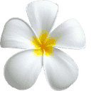 Flor blanca